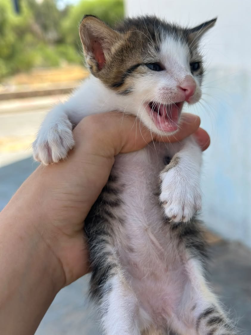 Chat à adopter