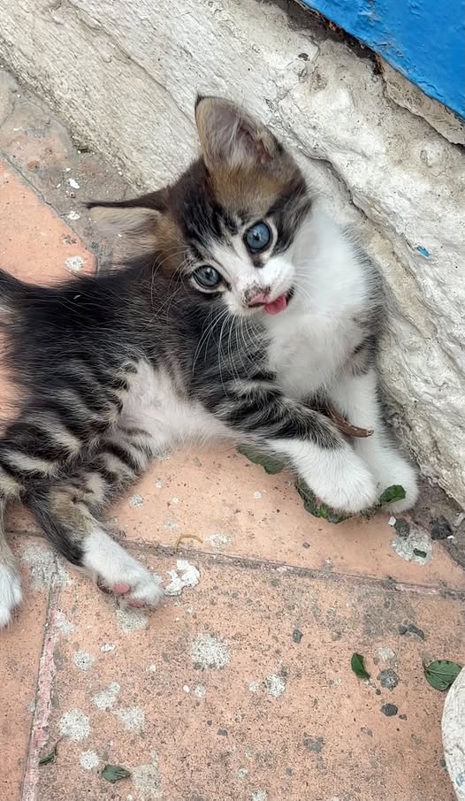 Chat à adopter