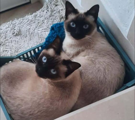 Chat à adopter