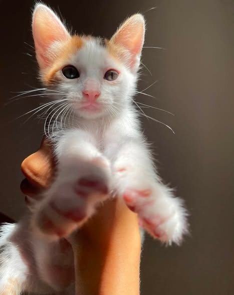 Chat à adopter