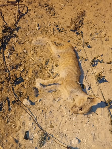 Chat à adopter