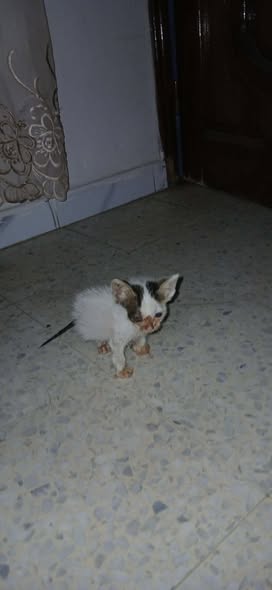 مطيش