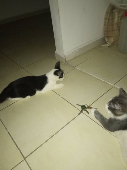 Chat à adopter — Adoption d'animaux en Tunisie Ben Arous