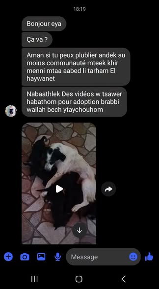Chien à adopter
