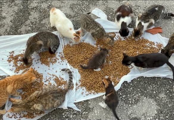 Chat à adopter