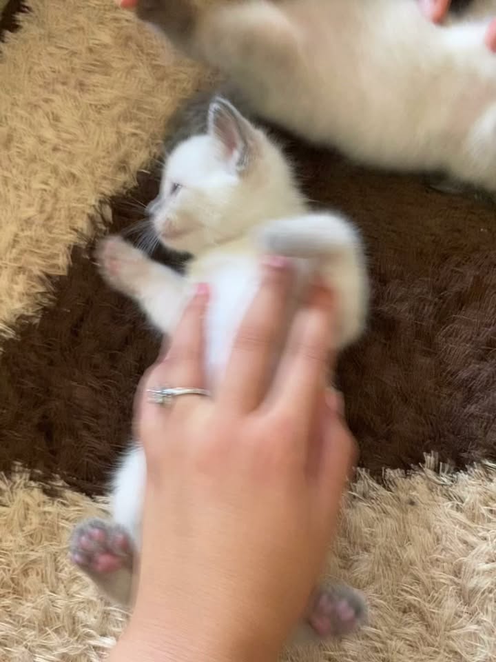 Chat à adopter