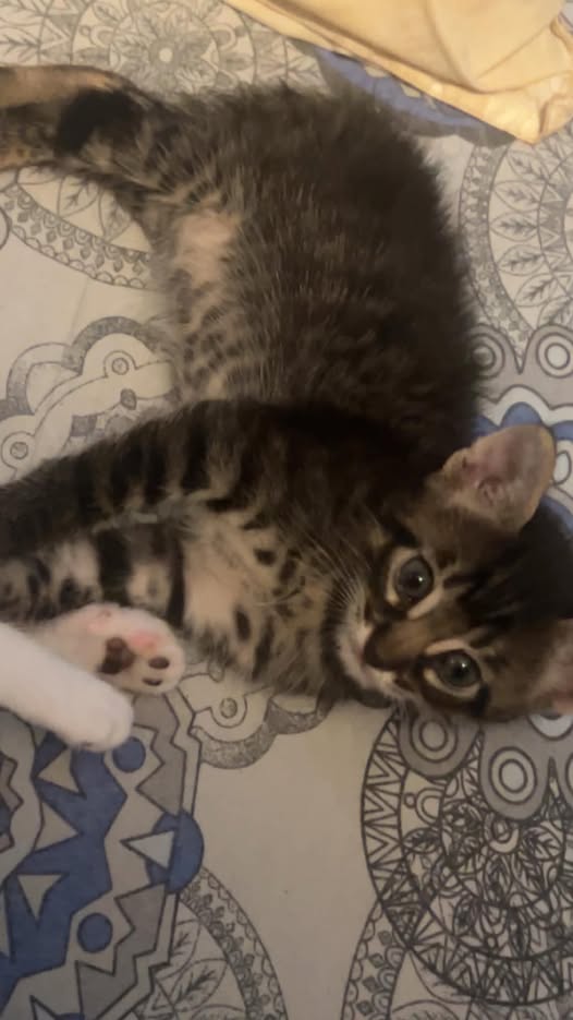 Chat à adopter