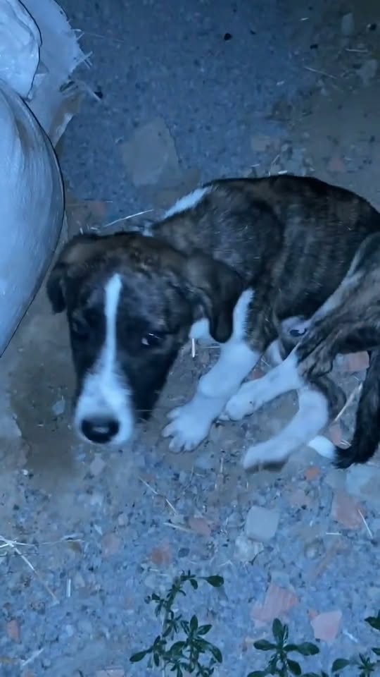 Chien à adopter