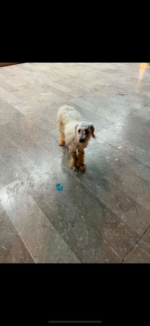Chien à adopter