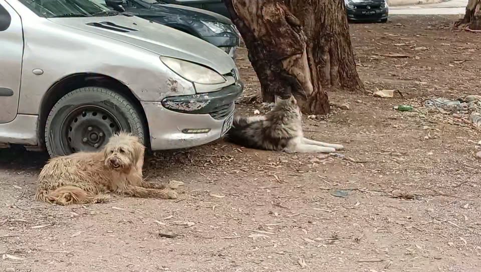 Chien à adopter