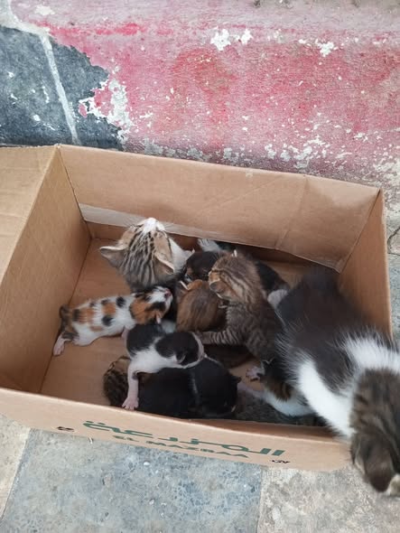 Chat à adopter