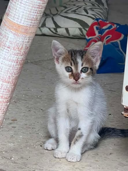 Chat à adopter