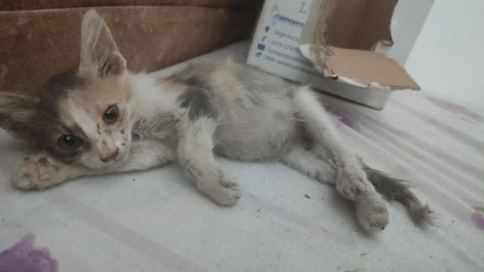 Chat à adopter