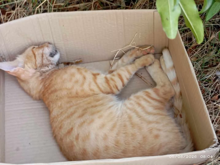 Chat à adopter