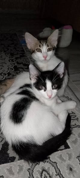 Chat à adopter
