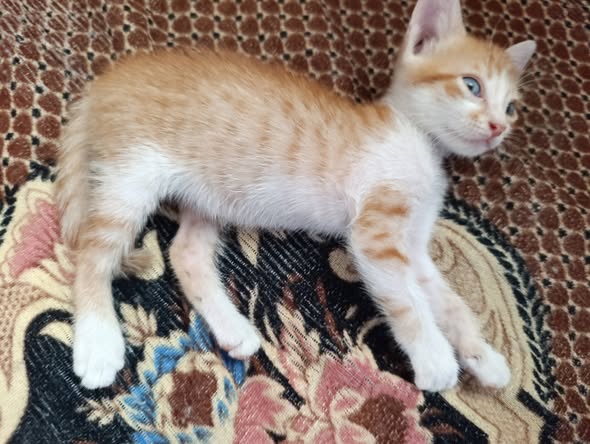Chat à adopter