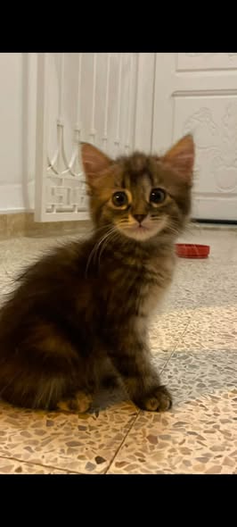 Chat à adopter