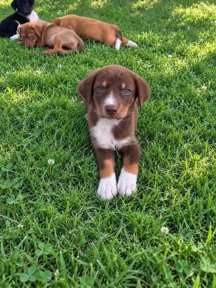 Chien à adopter — Adoption d'animaux en Tunisie Nabeul