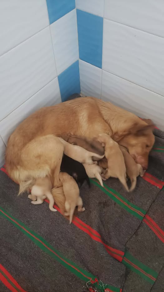 Chien à adopter