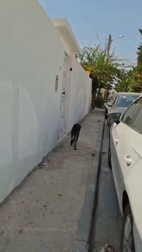 Chien à adopter