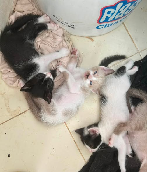 Chat à adopter