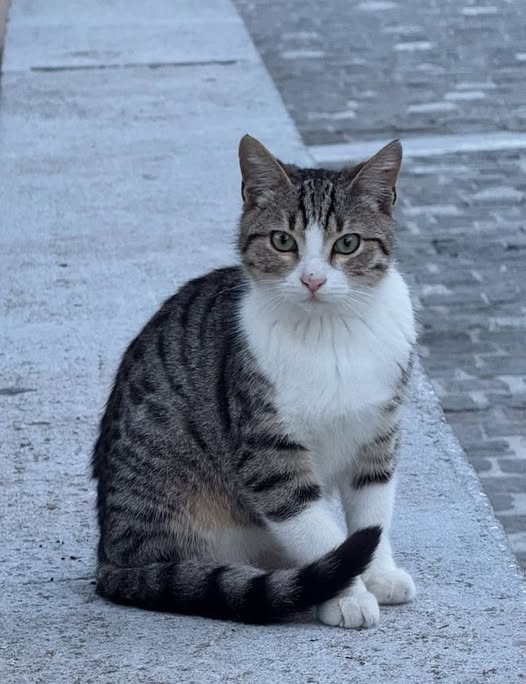 Chat à adopter