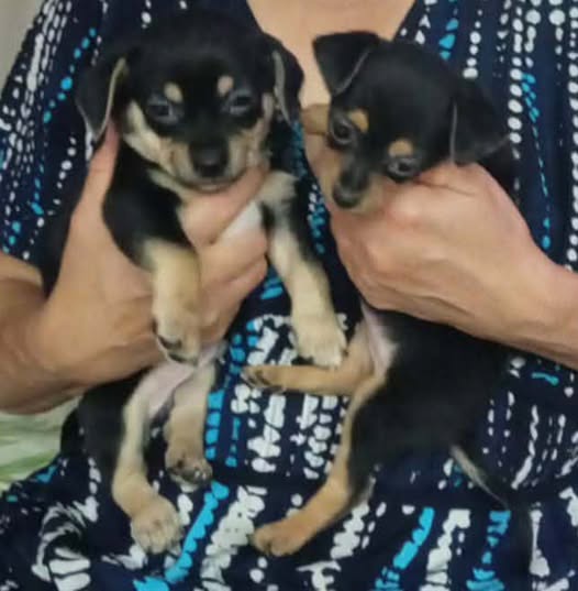 Chien à adopter