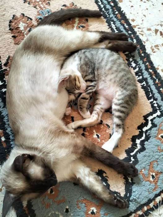 Chat à adopter