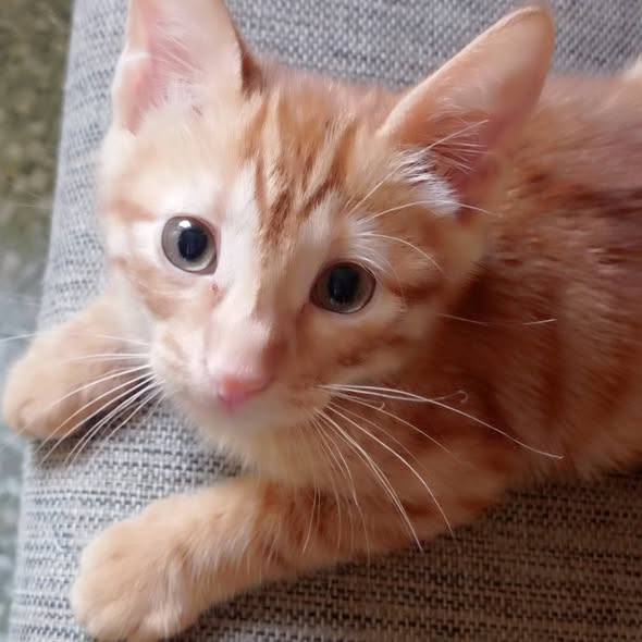 Alf