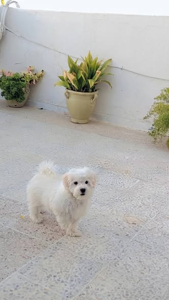 Chien à adopter