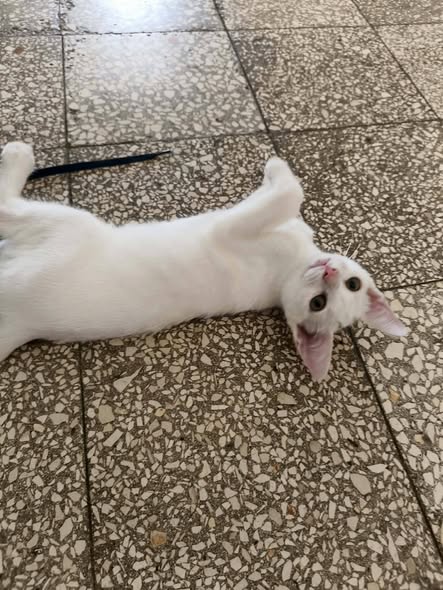 Chat à adopter