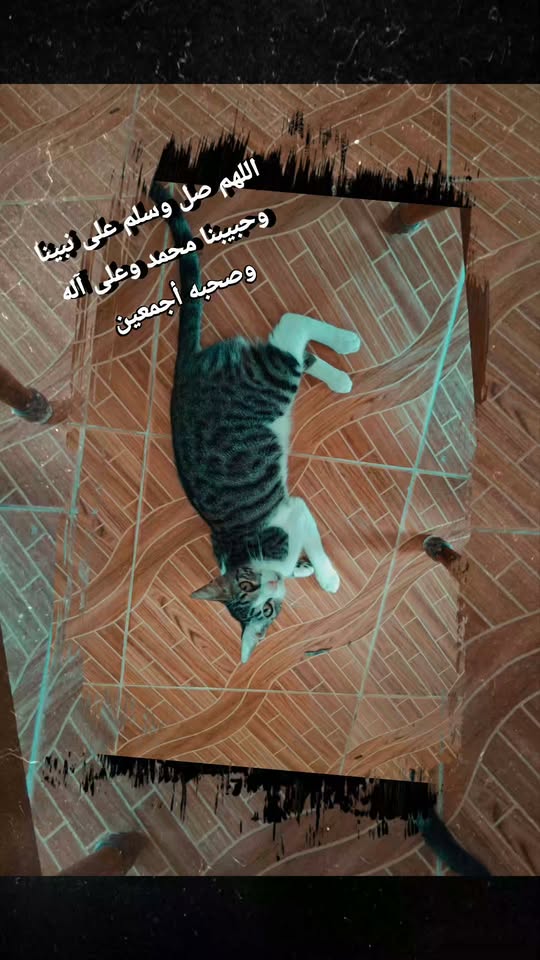 Chat à adopter
