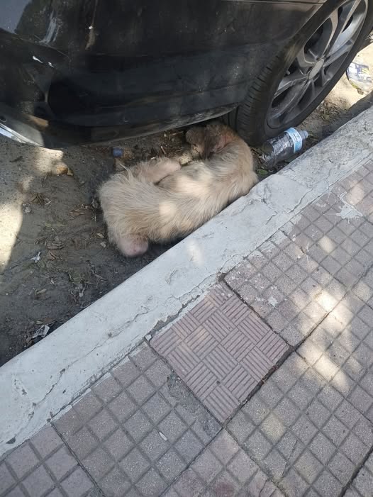 Chien à adopter — Adoption d'animaux en Tunisie Monastir