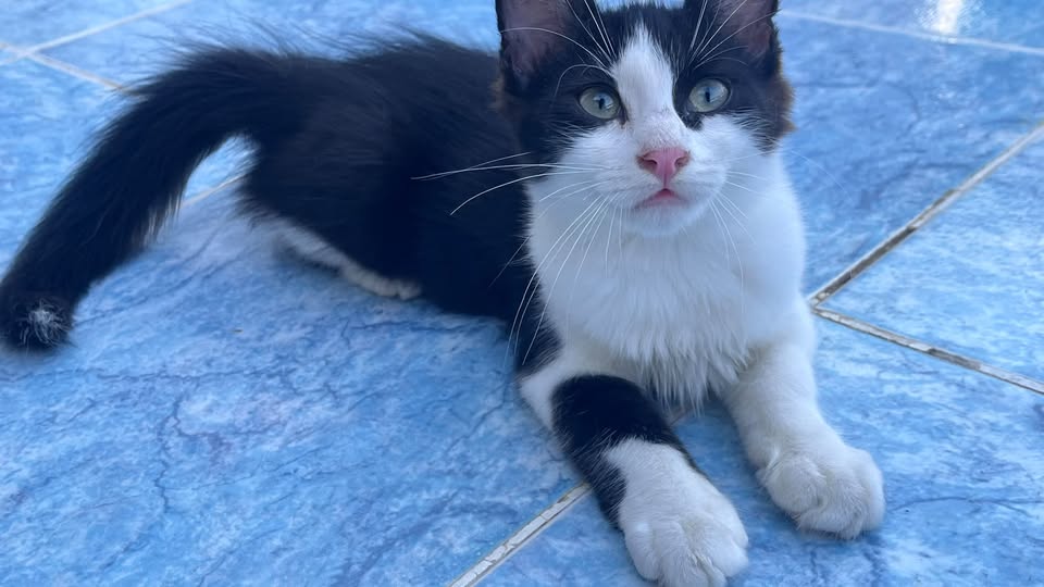Chat à adopter