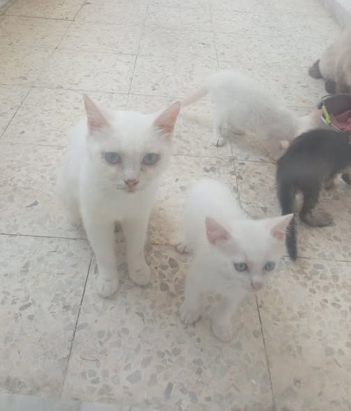 Chat à adopter