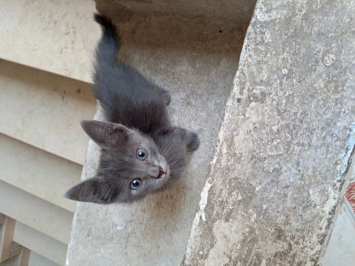 Chat à adopter