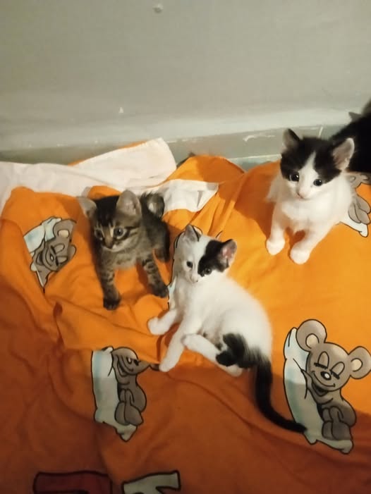Chat à adopter