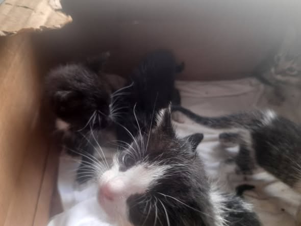 Chat à adopter