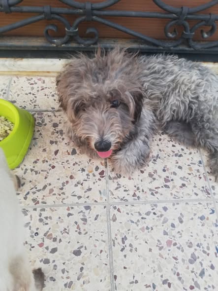 Chien à adopter — تبني الحيوانات في تونس سوسة