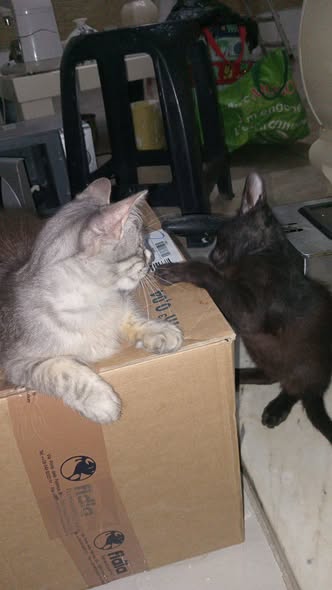 Animal à adopter