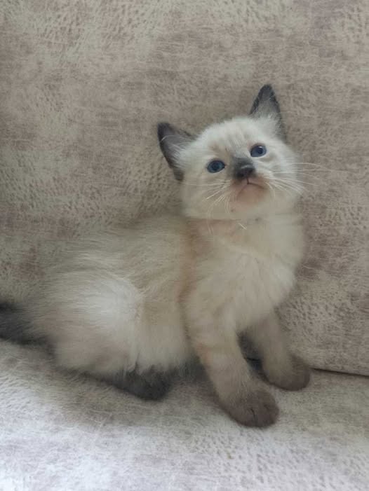 Chat à adopter