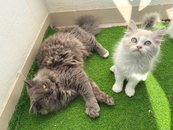 Chat à adopter