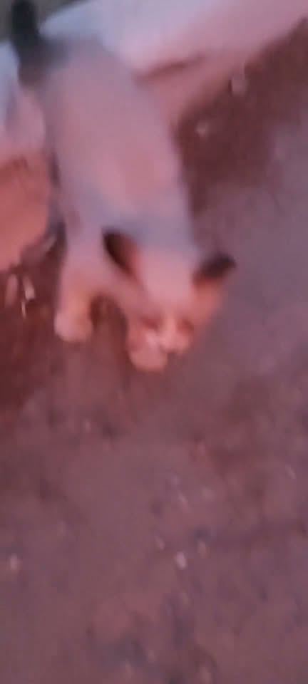 Chat à adopter