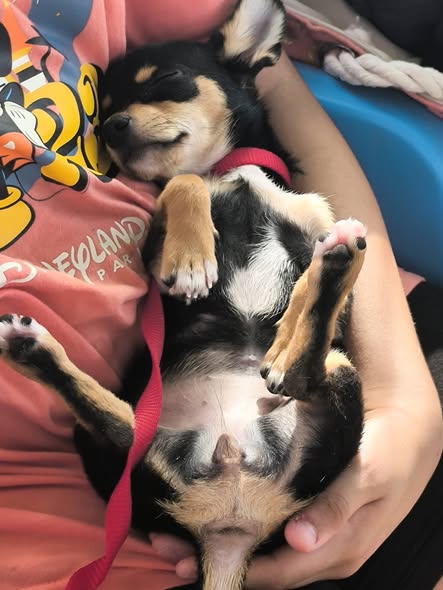 Chien à adopter — تبني الحيوانات في تونس تونس