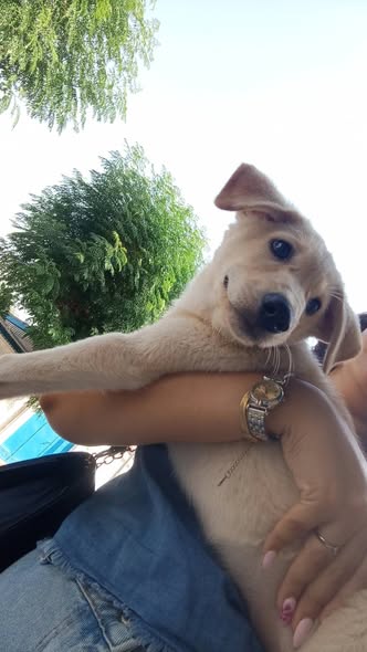 Chien à adopter