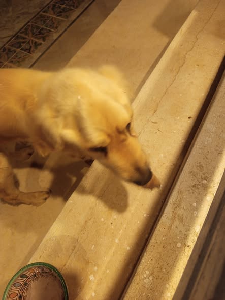 Chien à adopter