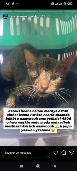 Katous