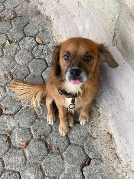 Chien à adopter — Adoption d'animaux en Tunisie Sousse