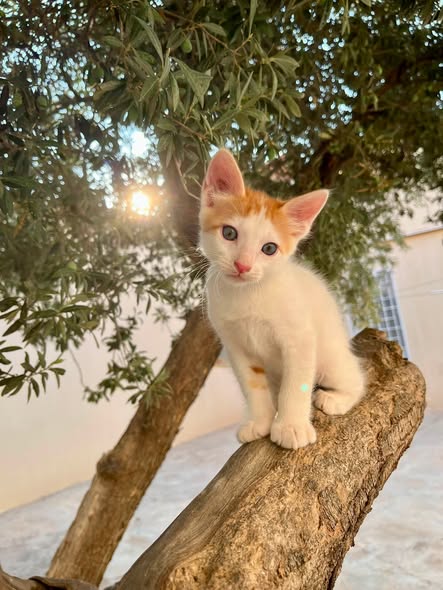 Chat à adopter