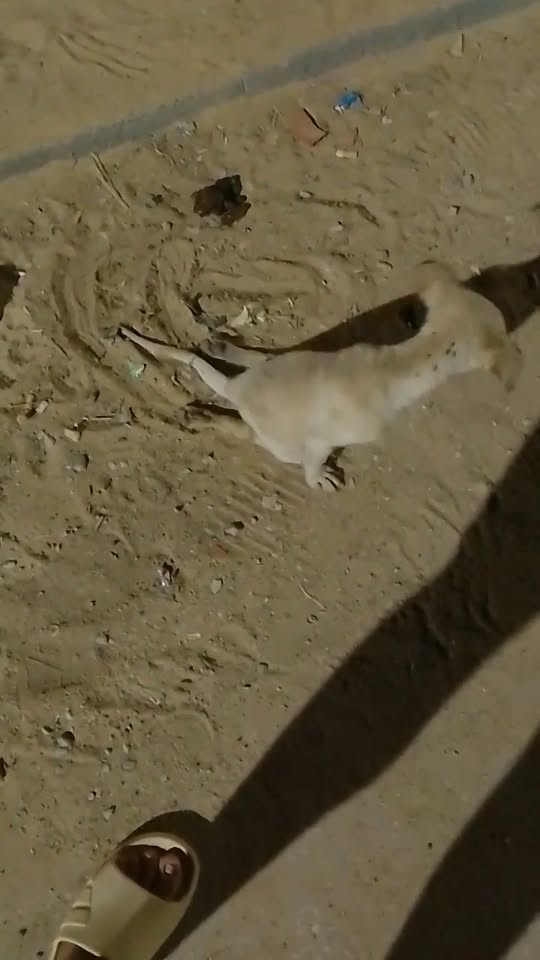 Chien à adopter